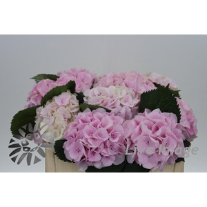 Hydrangea my beautiful pink touch