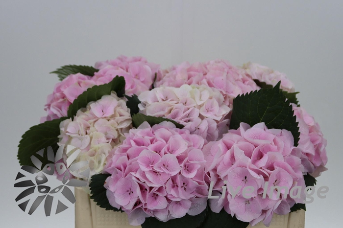 <h4>Hydrangea my beautiful pink touch</h4>