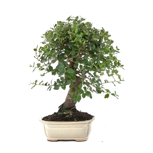 BONSAI GEM