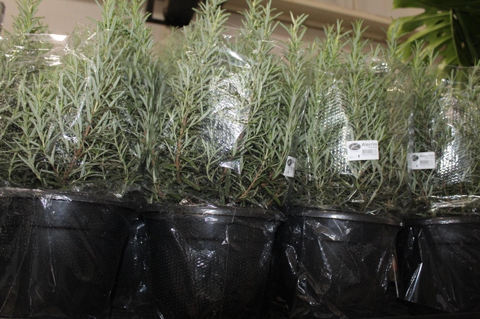 <h4>ALECRIM P24</h4>