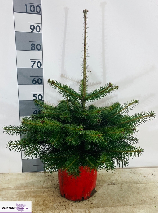 <h4>ABIES NORDMANNIANA</h4>