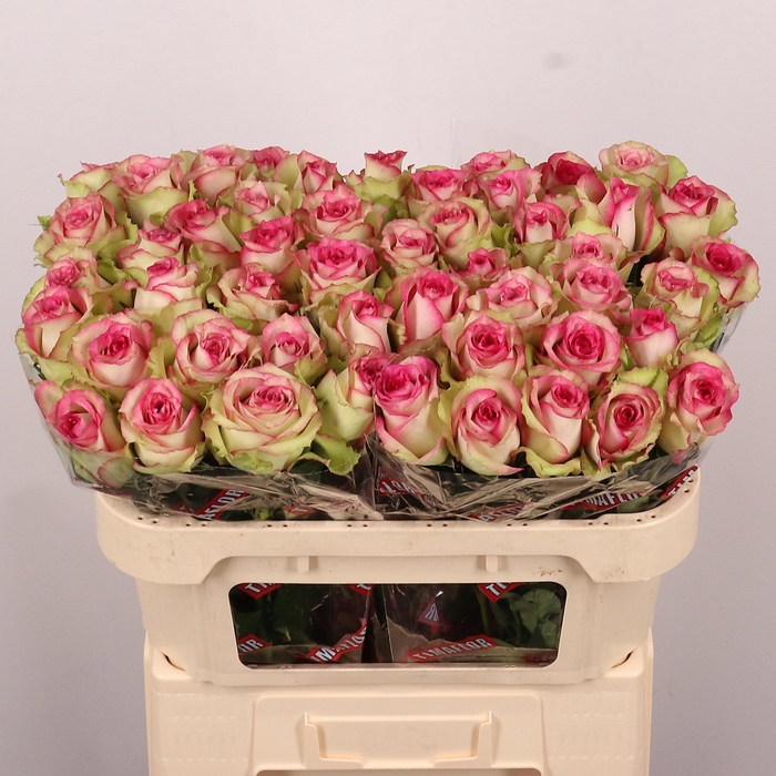 <h4>R GR MONIQUE</h4>