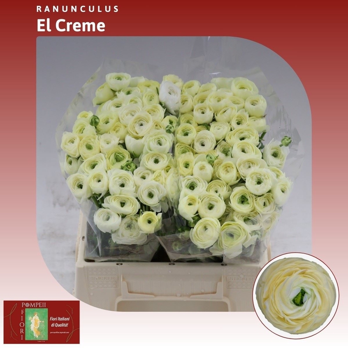 <h4>Ranunculus El Creme</h4>