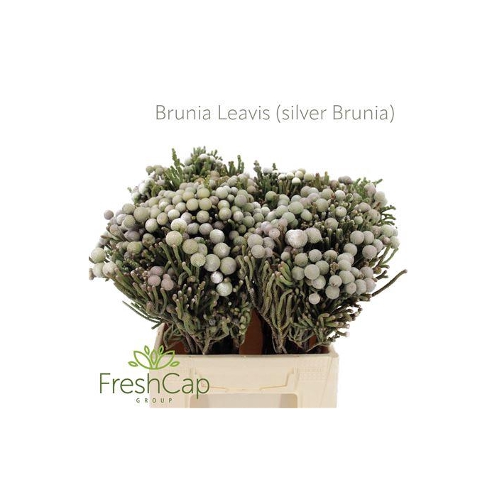 <h4>BRUNIA LEAVIS (SILVER BRUNIA)</h4>