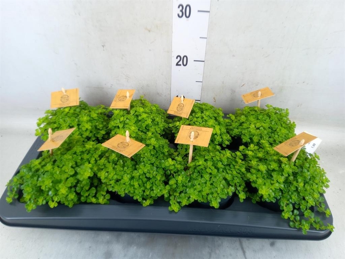 <h4>Pilea depressa</h4>