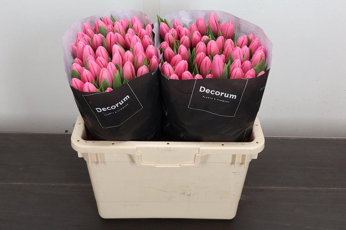 <h4>Tu En Milkshake</h4>