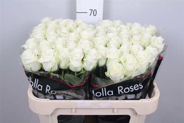 <h4>R Gr Mont Royal</h4>