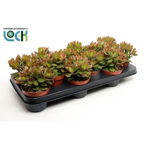 Crassula Money Maker