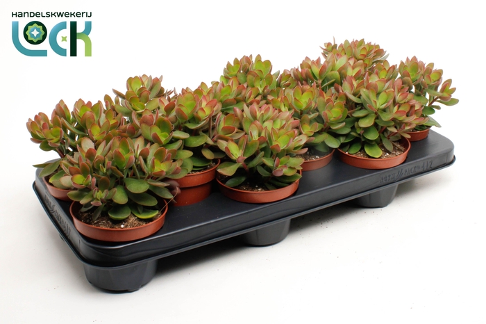 <h4>Crassula Money Maker</h4>