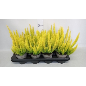 Erica arborea 'Albe'