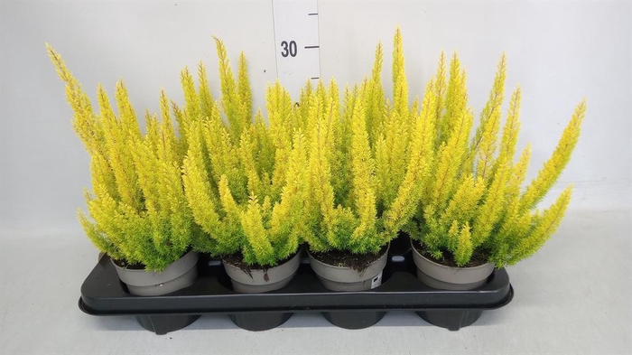 <h4>Erica arborea 'Albe'</h4>