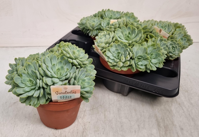 <h4>ECHEV ELEGANS</h4>