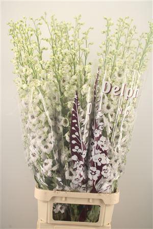 <h4>Delph Du Dew Rocket</h4>