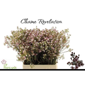 CHAME REVELATION