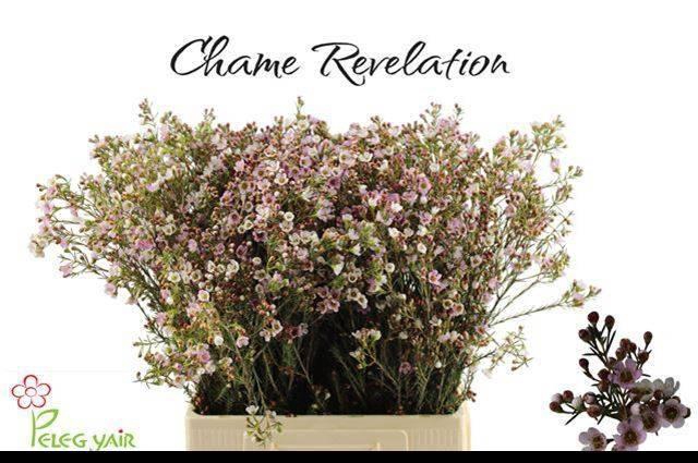 <h4>CHAME REVELATION</h4>