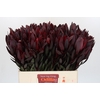Leucadendron Saf Sunset Dark R.