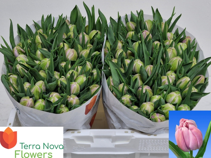 <h4>TU DU KATINKA</h4>