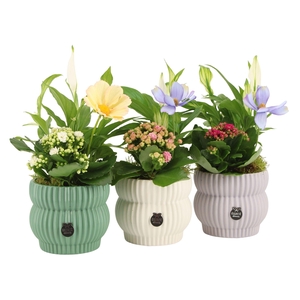 11559: Consideration arrangement