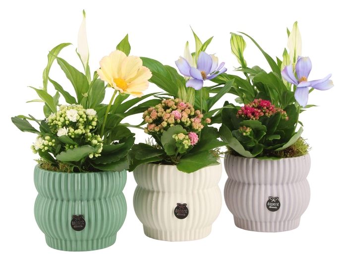 <h4>11559: Consideration arrangement</h4>