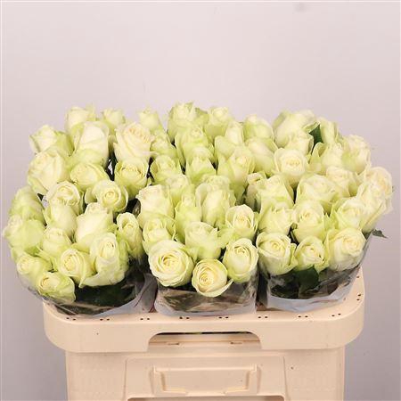 <h4>R Gr Snowstorm+</h4>