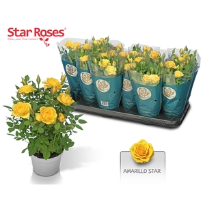 RO YELLOW STAR