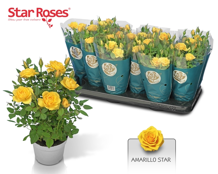 <h4>RO YELLOW STAR</h4>