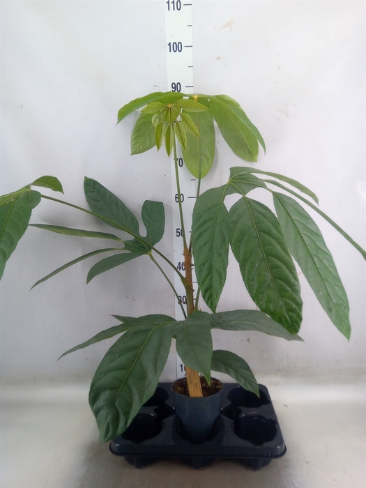 <h4>Planten Groen   ...L%</h4>