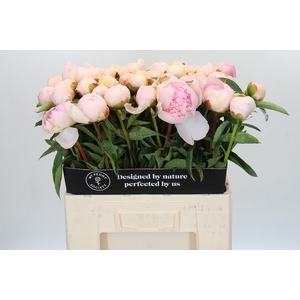 Paeonia Chiffon Parfait