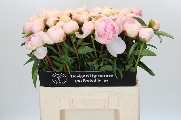 Paeonia Chiffon Parfait