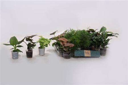 <h4>Ov Kamerplanten Gemengd</h4>