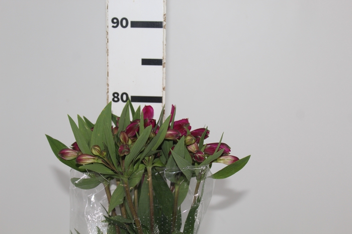 <h4>ALSTROEMERIA REAL 080 CM</h4>