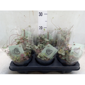 Ceropegia woodii ssp. woodii
