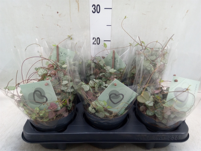 <h4>Ceropegia woodii ssp. woodii</h4>