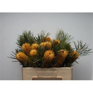 Banksia Colina