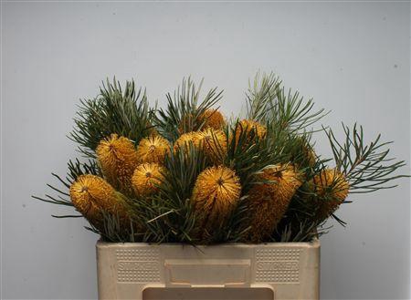 <h4>Banksia Colina</h4>