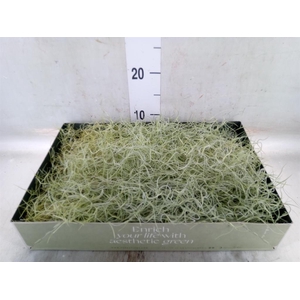 Tillandsia usneoides