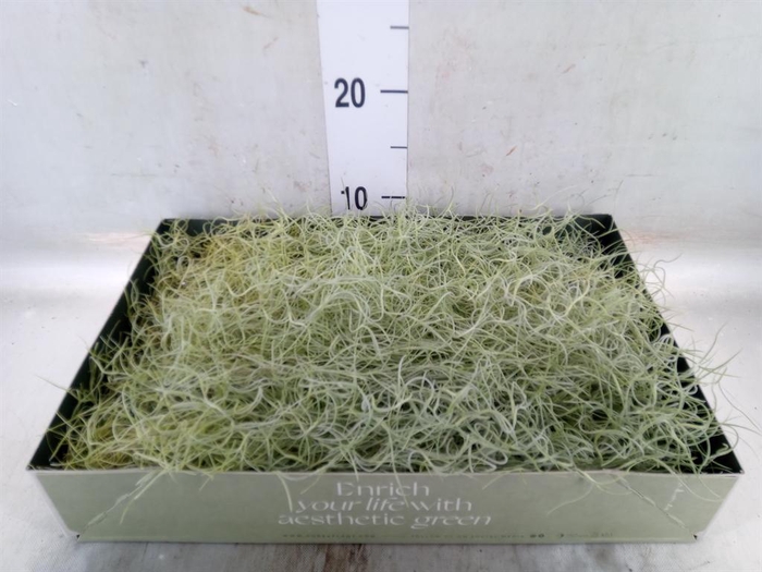 <h4>Tillandsia usneoides</h4>