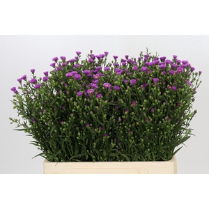 Aster Casarosa