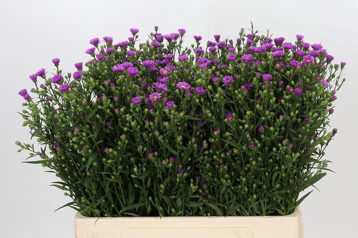<h4>Aster Casarosa</h4>