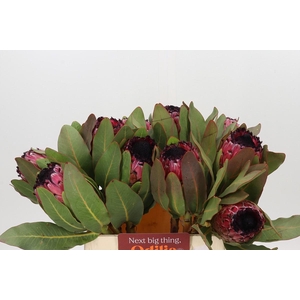 Protea Barbigera Early Mountain Queen