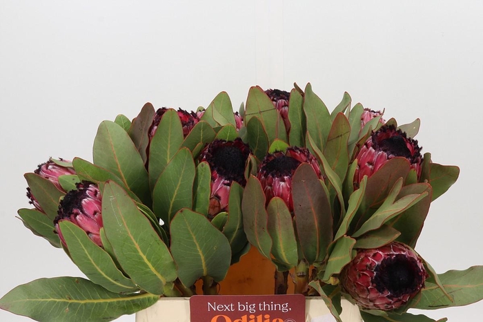 <h4>Protea Barbigera Early Mountain Queen</h4>