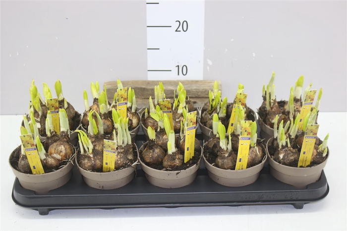 <h4>Narcis Tete A Tete</h4>