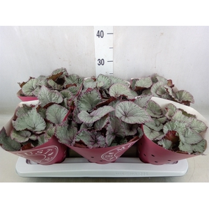 Begonia BD 'Hawaiian Silver'