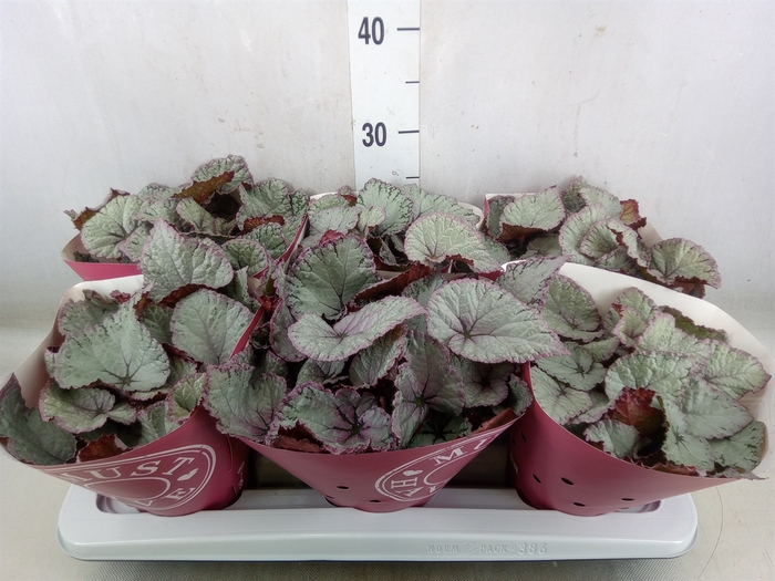 <h4>Begonia BD 'Hawaiian Silver'</h4>