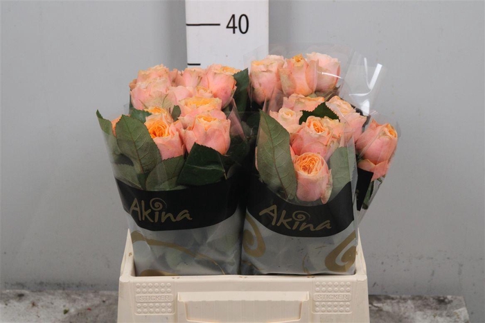 <h4>R Gr Peach Vuvuzela</h4>