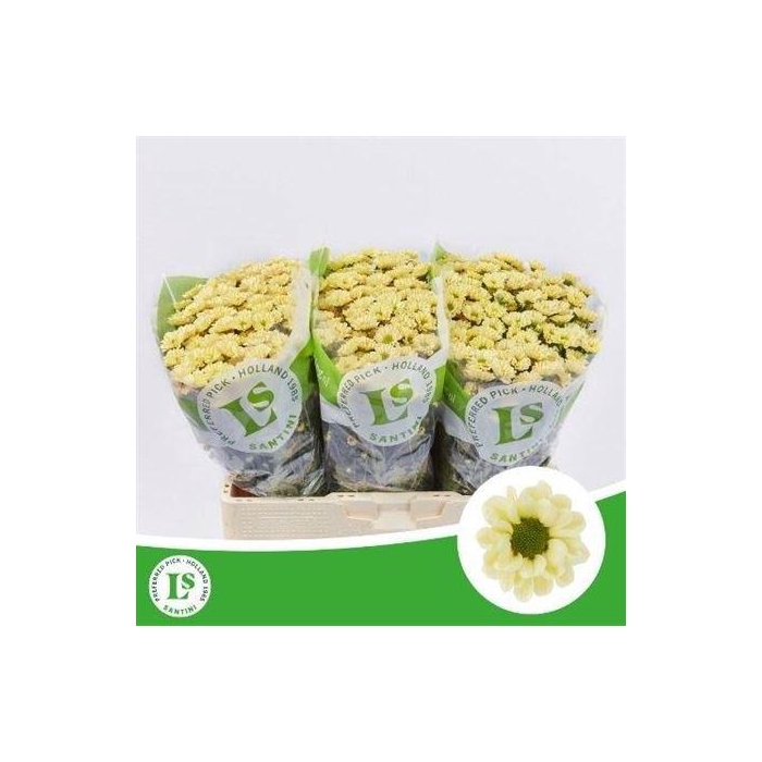 <h4>Chr S Rossi Cream</h4>