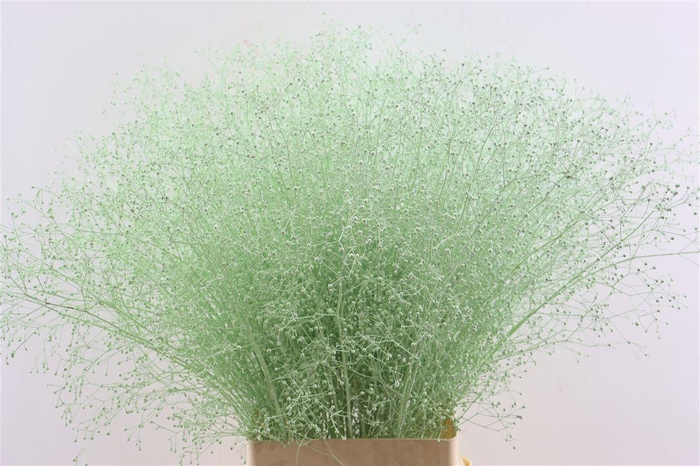 <h4>Talin Klbh Mint Groen</h4>