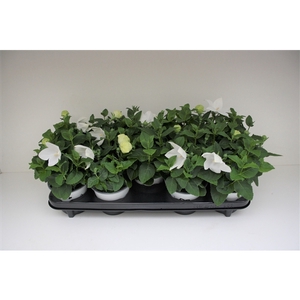 Platycodon White