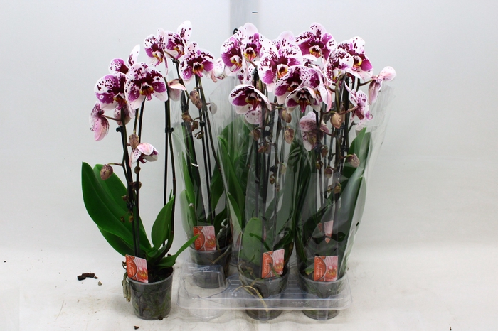 <h4>PHAL EL CASCADE</h4>