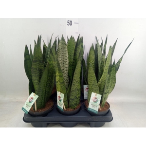 Sansevieria trifa.   ...